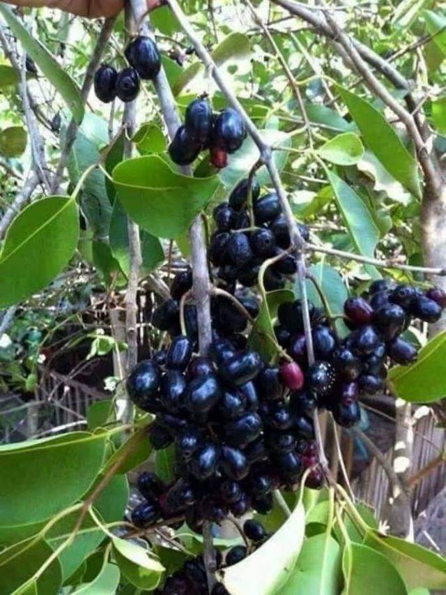 বাড়ির আশেপাশে জাম গাছ থাকলে কী হয়? জানুন