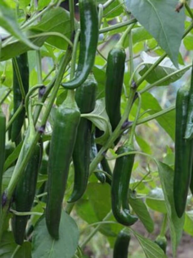 বাড়িতে লঙ্কা গাছ লাগানো শুভ না অশুভ, কী হয়