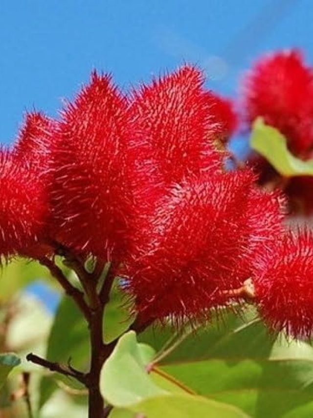 সিঁদুর গাছকে চেনেন? ঘরে লাগালে বিশাল উপকার হয়