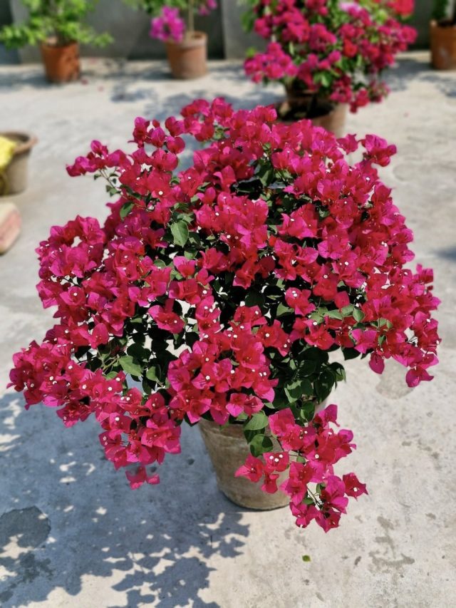 বাড়িতে বোগেনভিলিয়া গাছ রাখলে কী হয়? জানুন বাস্তুশাস্ত্র কী বলছে