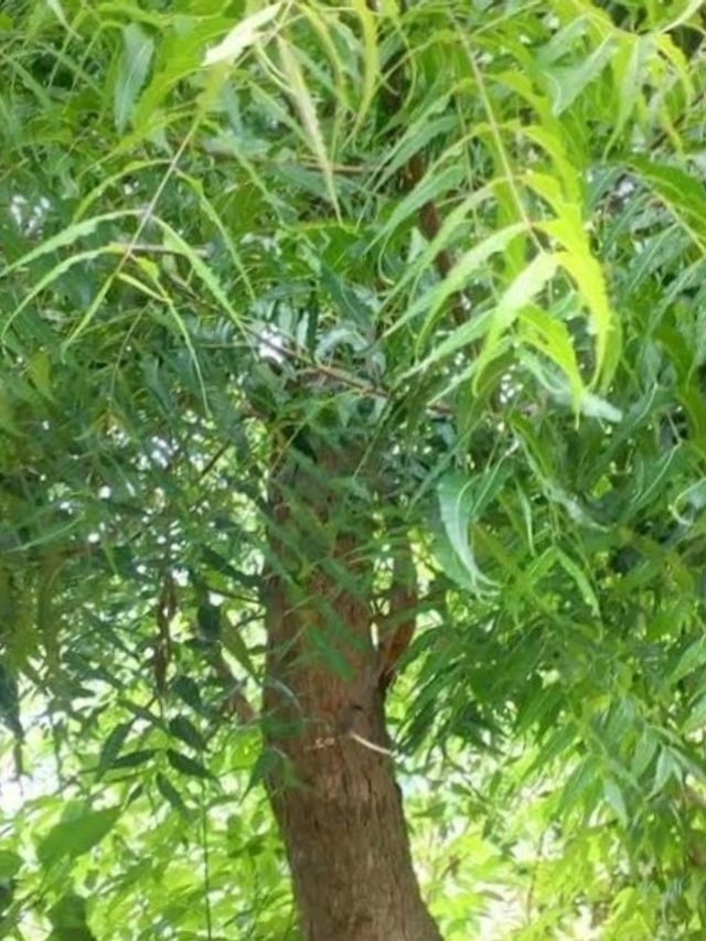 নিম গাছ বাড়িতে থাকলে জীবন  বদলাবেই, বলছে শাস্ত্র