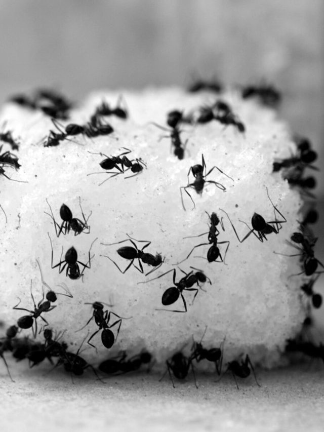 ঘরে থিক থিক করছে পিঁপড়ে, এই টিপসেই পালাবে সব