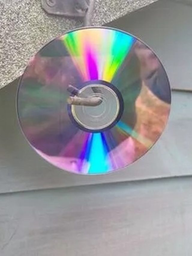 বারান্দায় পুরনো সিডি ক্যাসেট ঝুলিয়ে রাখছে লোকজন, কেন জানেন?