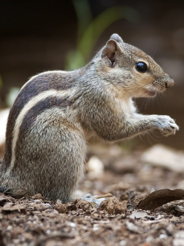 ঘরের আশপাশে কাঠবিড়ালি ঘুরে বেড়াচ্ছে, এ কোন ইঙ্গিত
