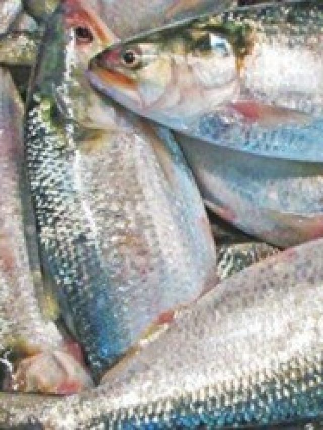 ইলিশে ডিম আছে কিনা কেনার সময় বুঝবেন কীভাবে, মাছওয়ালার টিপস