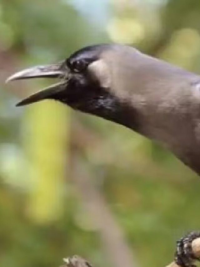 সকাল হলেই কাক এসে বসছে জানলায়, কী ইঙ্গিত দিচ্ছে