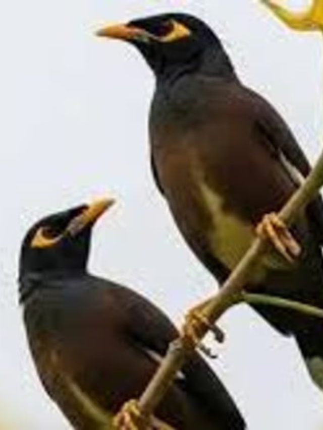 জোড়া শালিকের কী মানে? বহু  মানুষই আসল উত্তর জানেন না