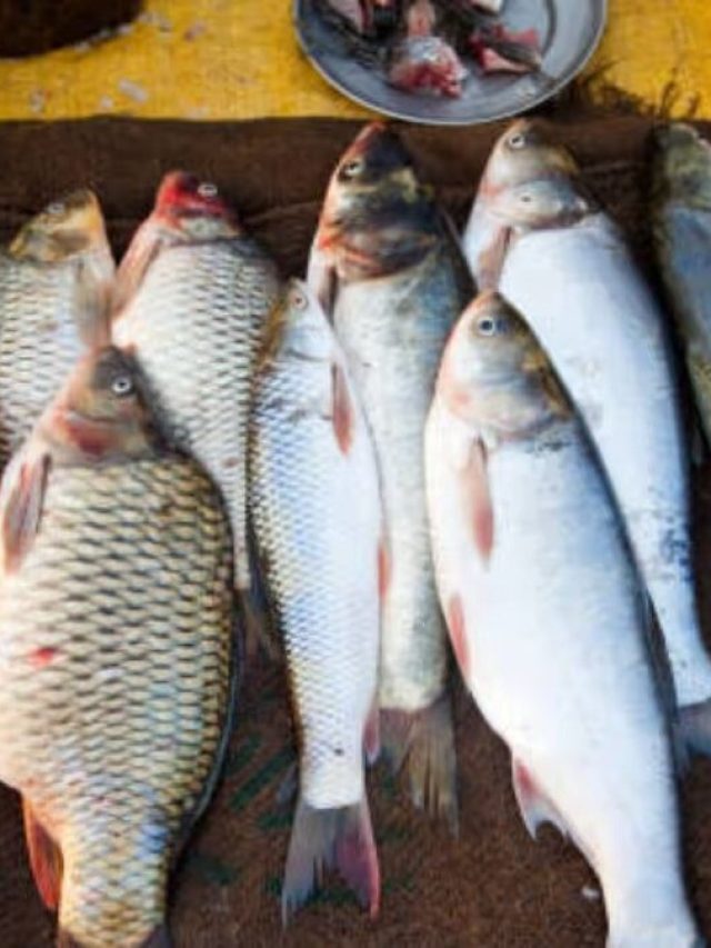 সস্তায় টাটকা মাছ পাওয়া যায় কলকাতার এসব দোকানে, রইল ঠিকানা