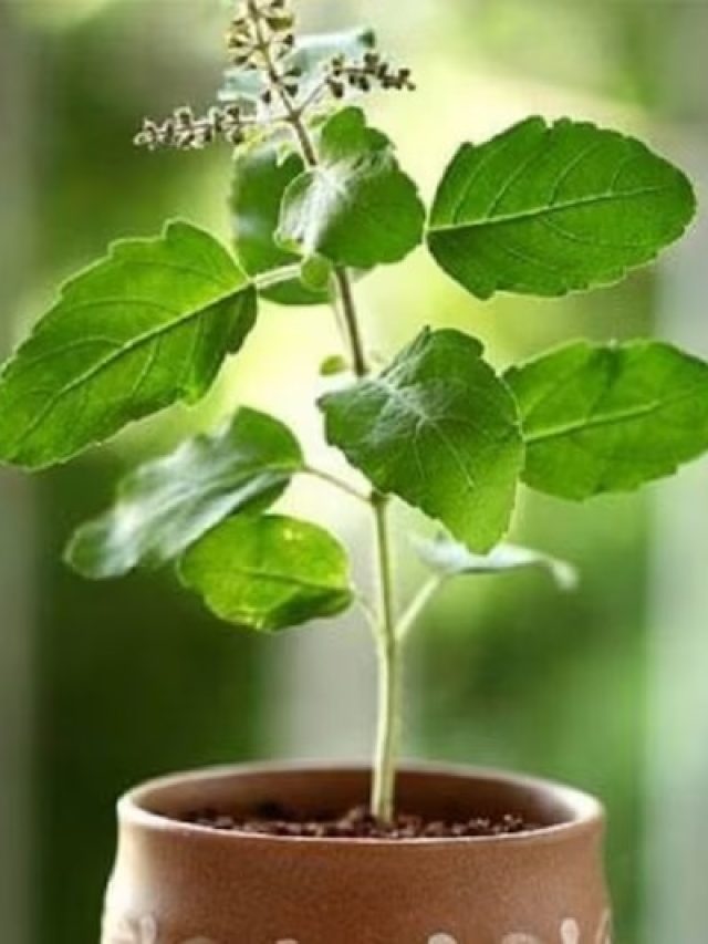 খালি পেটে তুলসী পাতা চিবোনো ঠিক না ভুল, জানা উচিত