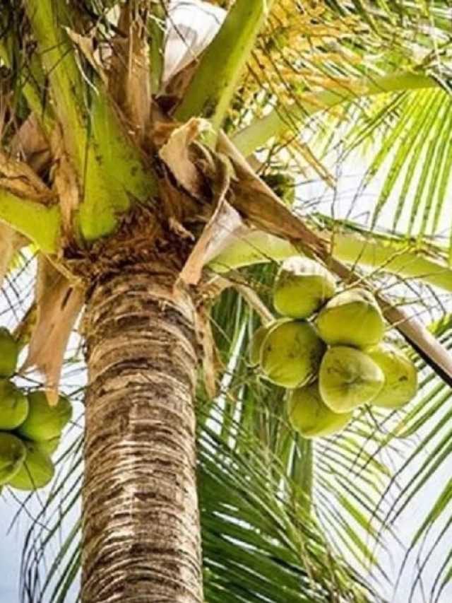 নারকেল গাছ ঘরের আশপাশে থাকলে কী হয়, কল্পনাও করতে পারবেন না