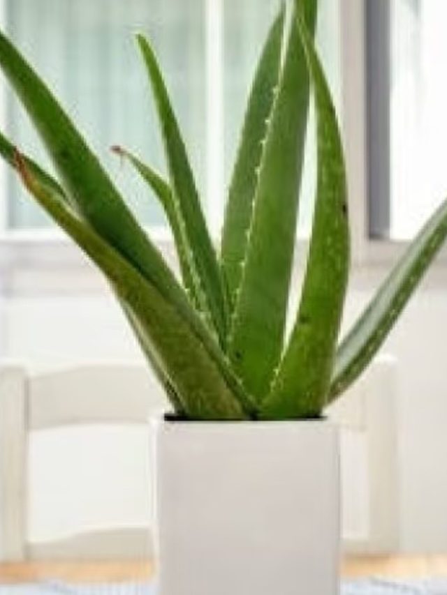 অ্যালোভেরা গাছ  ঘরে রাখলে কী ঘটে, জানা উচিত