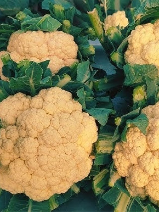 সার দেওয়া ফুলকপি কিনবেন কেন? টবে এভাবে গোছা গোছা কপি ফলান