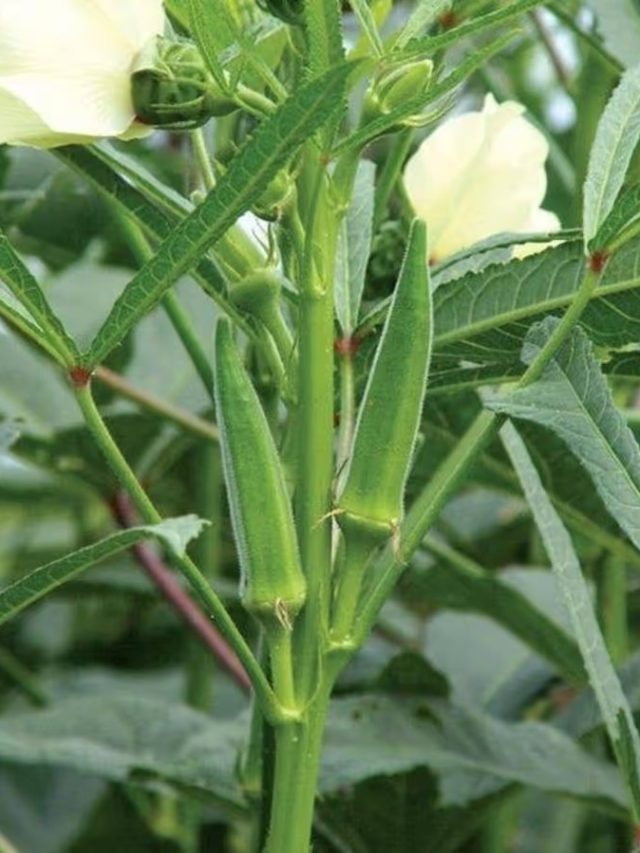 ৪০ দিনেই হবে লাখপতি, এই মাসেই করুন ঢ্যাঁড়শ চাষ