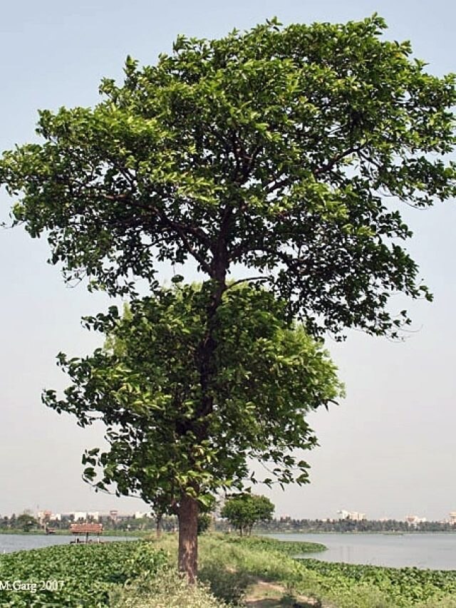 বাড়ির চৌহদ্দিতে এই গাছ থাকলে, শরীরে রোগ বাসা বাঁধে না