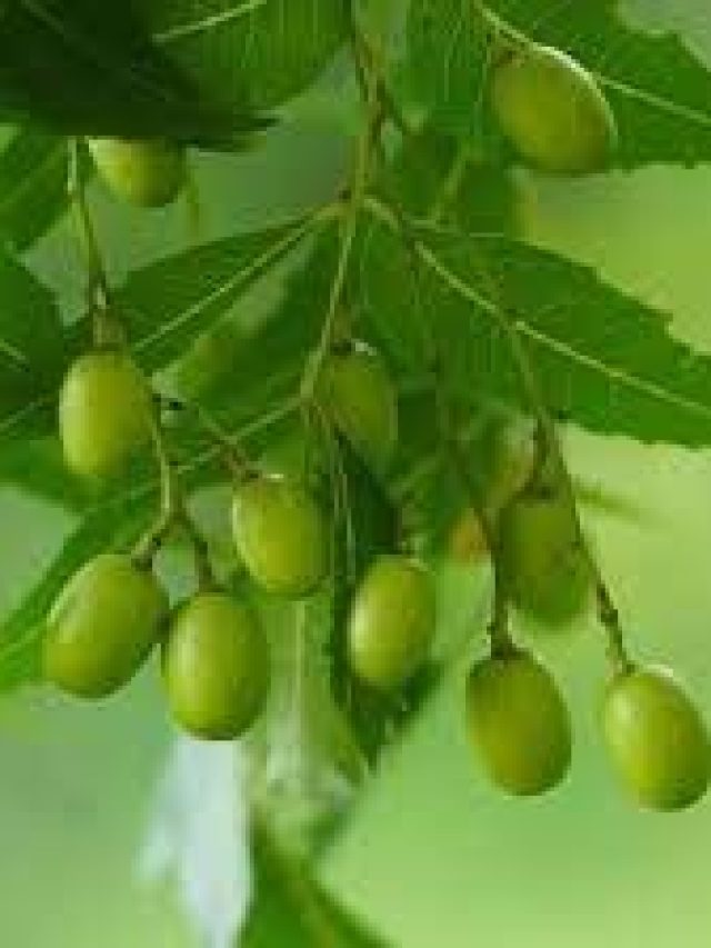 নিম পাতা নানা রোগে ধন্বন্তরী, কিন্তু নিমের ফল খেয়ে ফেললে কী হয়, জানেন?