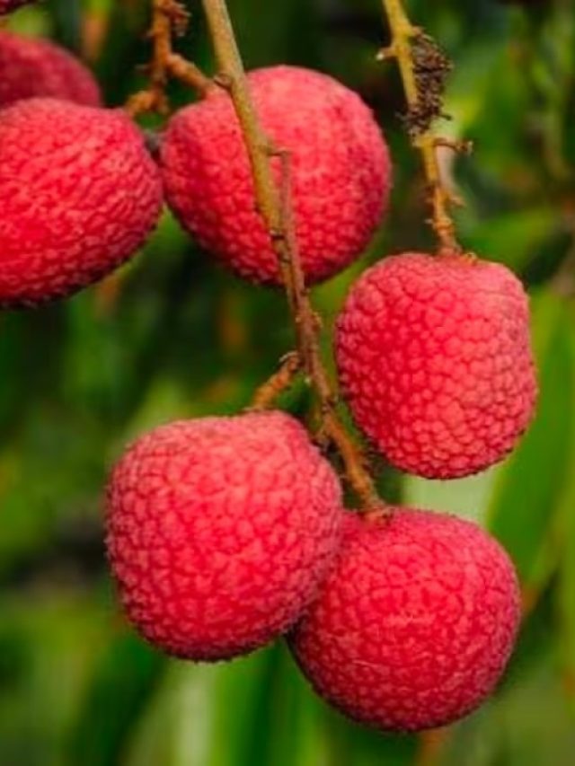 লিচু খেতে গিয়ে গলায় বীজ আটকে গেলে কী করবেন,  জেনে রাখুন