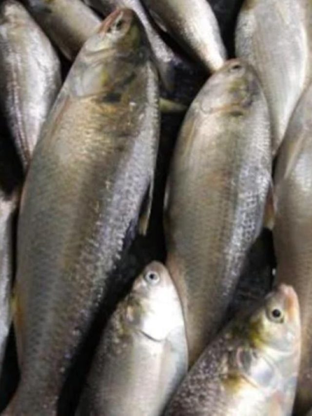 ডিমওয়ালা ইলিশ চিনবেন কীভাবে, কায়দাটা জানুন