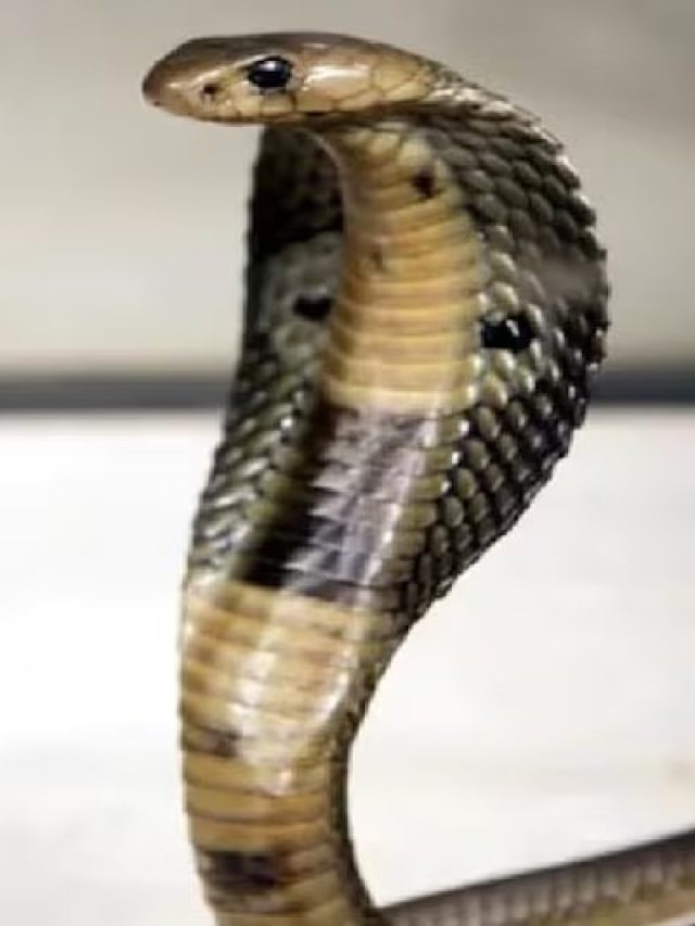 ঘরে ঢোকা সাপ বিষধর কিনা বুঝবেন কীভাবে, মাথায় রাখুন