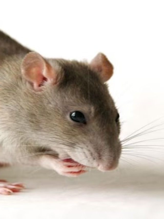 রান্নার এই মশলাতেই কাবু হবে ইঁদুর, বাপ বাপ বলে পালাবে