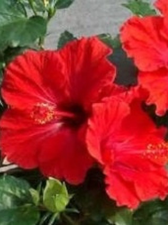 বাড়ির টবেই গোছা গোছা জবা ফুল  ফুটবে, কায়দাটা জেনে রাখুন