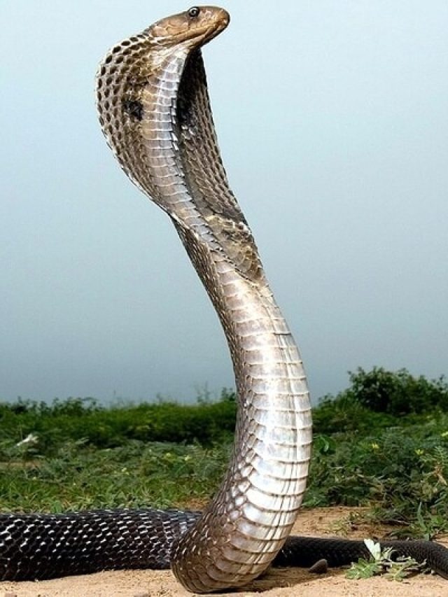 এই রঙের সাপ ঘরে ঢুকলে টাকা আসে, যা বলছে শাস্ত্র