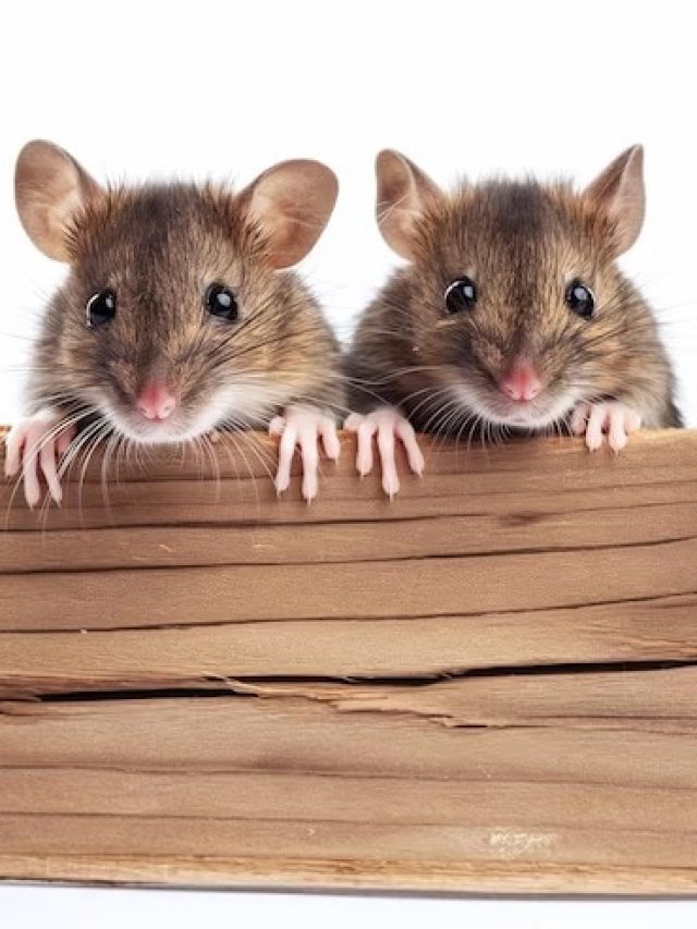 বাড়ি ছেড়ে পাঁই পাঁই করে পালাবে ইঁদুরকূল, এই সহজ ট্রিকটি শিখে নিন