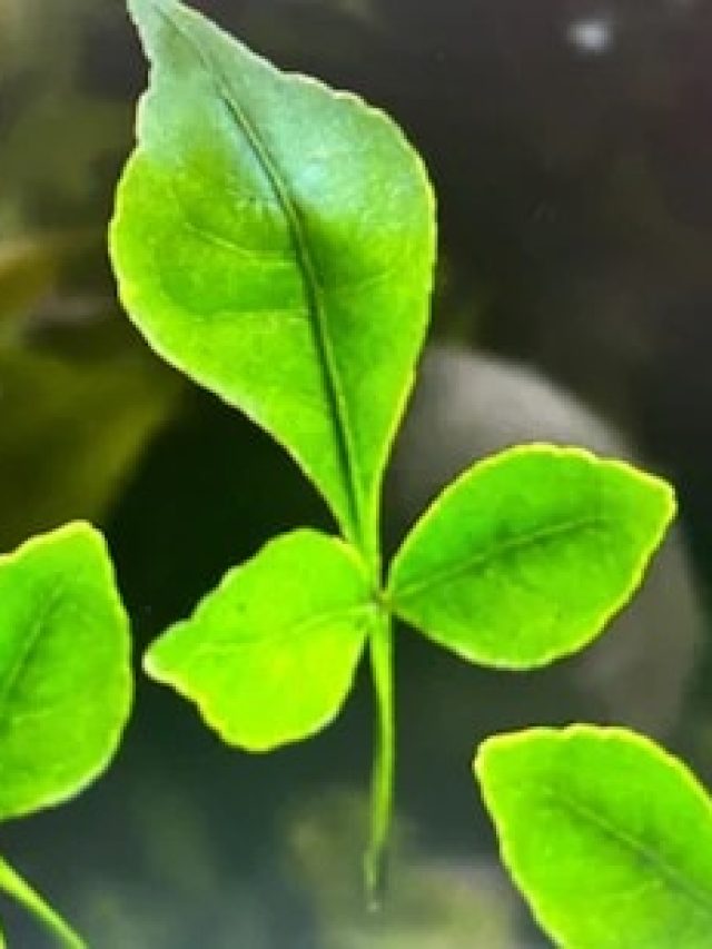 আলমারিতে বেলপাতা রাখলেই জীবন বদল, রইল সিক্রেট টোটকা