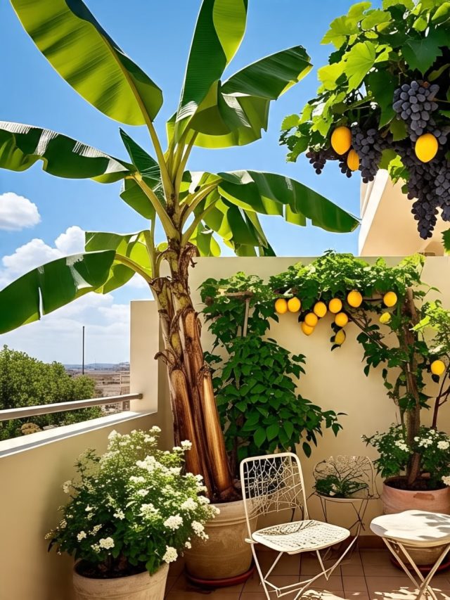 बालकनी में उगाने हैं फल तो इन बातों का रखें ख्याल, भरपूर होगी पैदावार