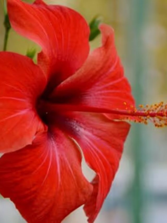 জবা ফুল নিয়ে  এই কাজ করলে  ঘরে লক্ষ্মী আসে,  অর্থলাভ