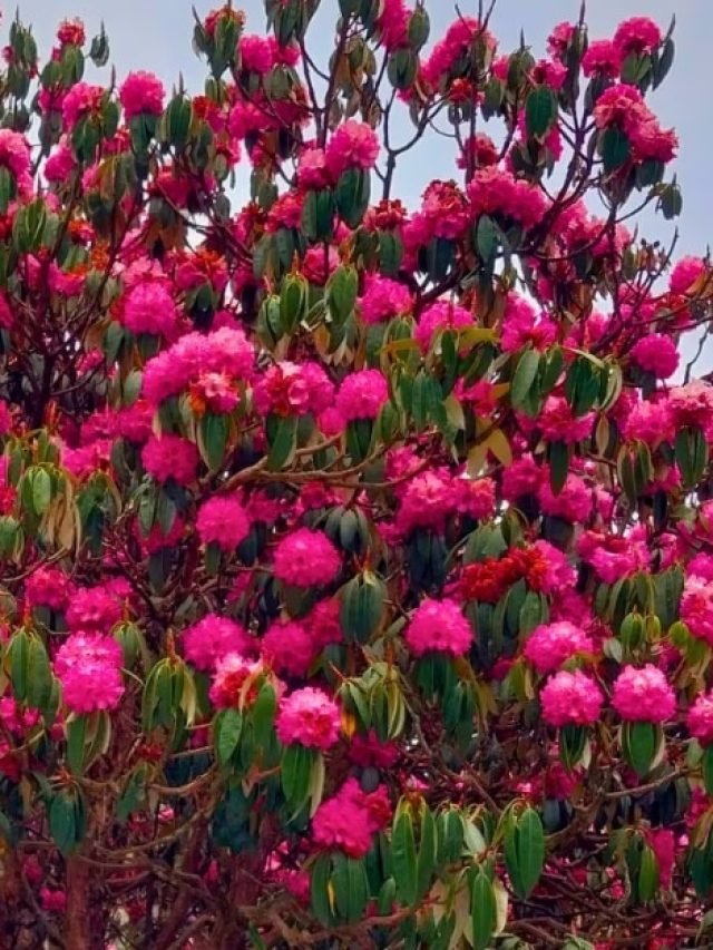 লালমাটির কৃষ্ণচুড়ার মতোই সুন্দর, পাহাড়ের এই ফুলে মোহিত রবীন্দ্রনাথও