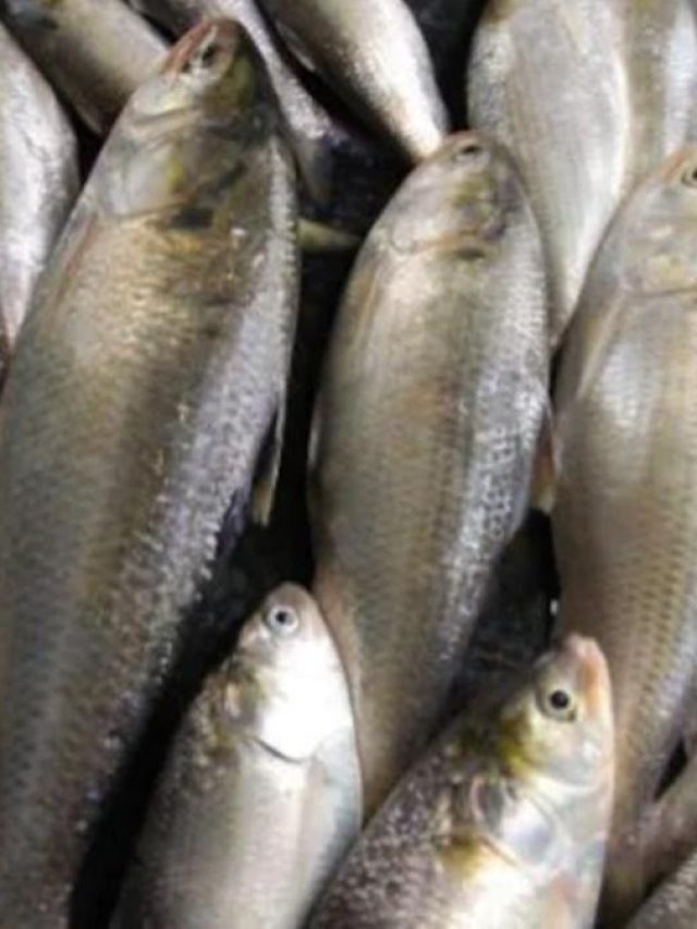 ইলিশের ডিম খেলে এসব হয়, জানা উচিত