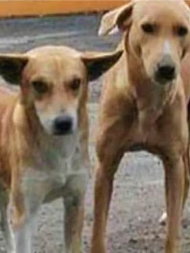 ঘরে হঠাৎ কুকুর ঢুকলে কিসের ইঙ্গিত, জানুন