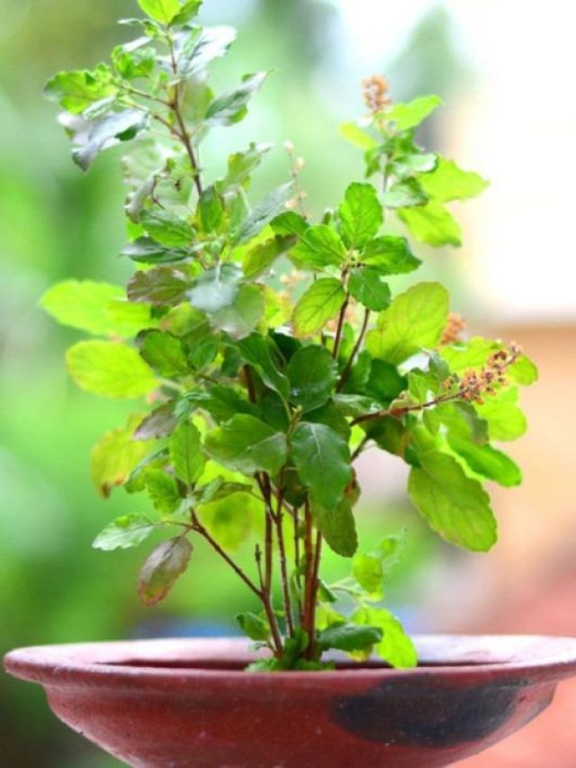 ঘরের তুলসী গাছ রাতারাতি বেড়ে উঠবে, কায়দাটা জানুন