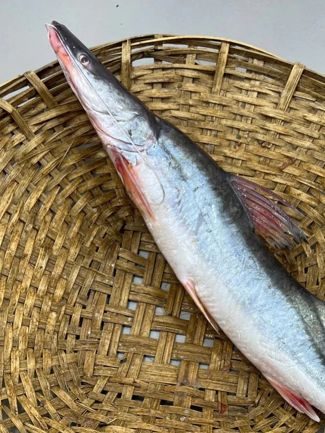 আড় মাছে উপকারিতা আছে কি? জেনে দেখুন রোজ খাবেন কিনা