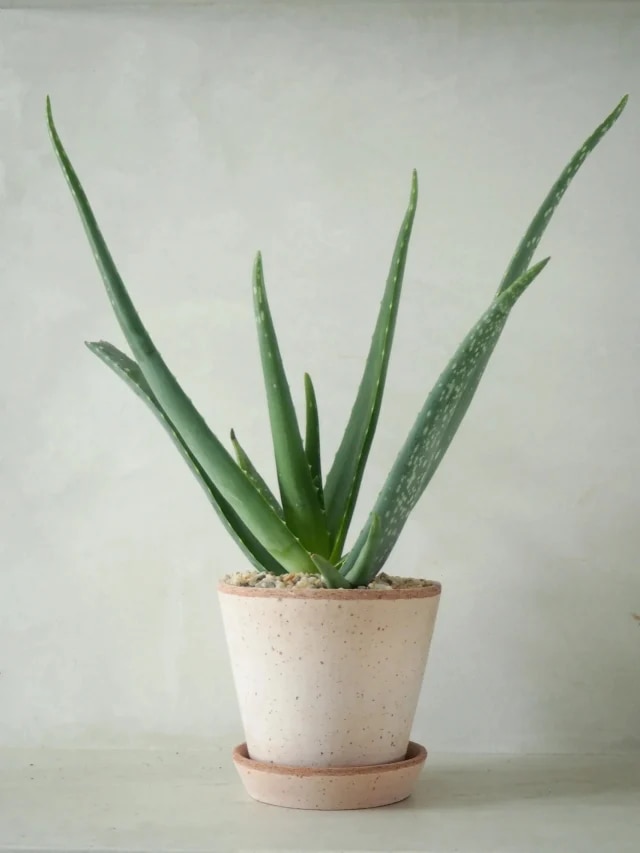 এদিক-সেদিক নয়, বাড়ির ঠিক এদিকে অ্যালোভেরা গাছ রাখলেই টাকার বৃষ্টি