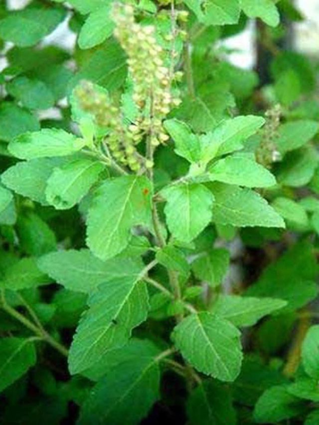 রোজ রাতে বালিশের নীচে তুলসী পাতা রেখে ঘুমোন, সকাল হলেই খেলা শুরু