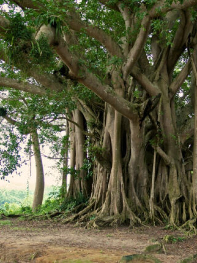 বাড়ির আশেপাশে বটগাছ থাকলে কী হয়? জানুন শাস্ত্র কী বলছে