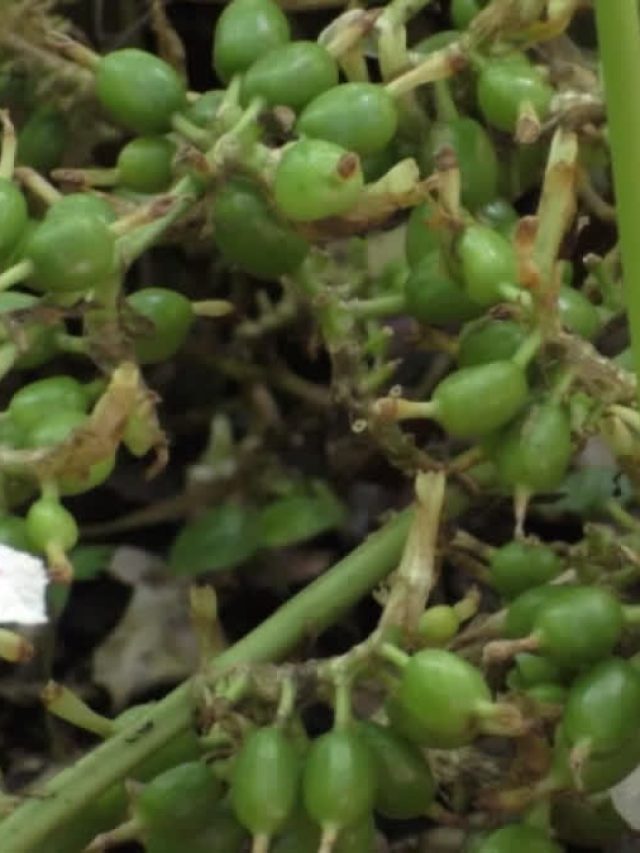 हजारों में बिकती है ये चीज, ऐसे करें इसकी खेती