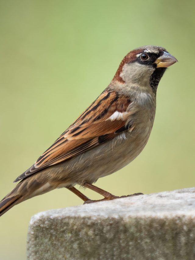 বাড়িতে আসছে চড়ুই পাখি, কী ইঙ্গিত রয়েছে বাস্তুতে?