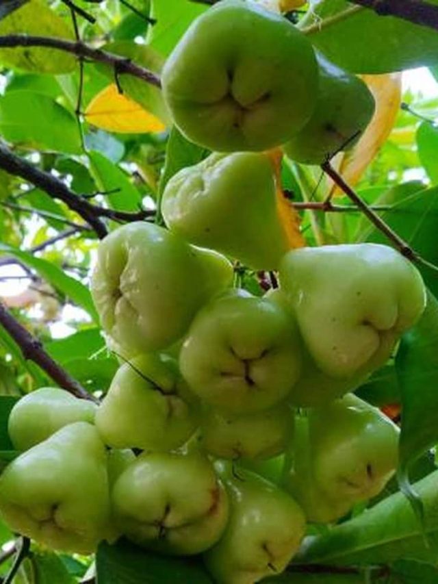 জামরুলের ব্যাপক উপকারিতা, যেকারণে খাবেন