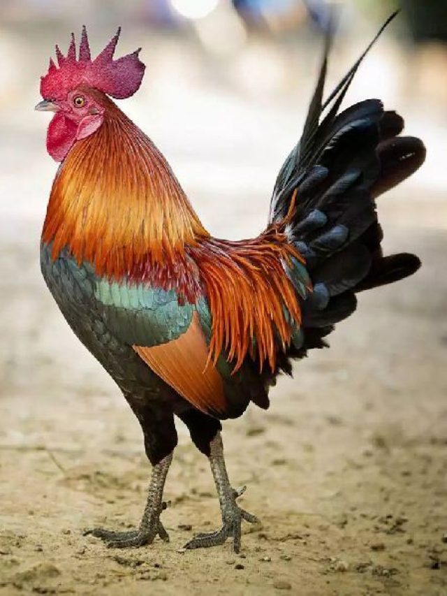 কোন দেশের জাতীয় পাখি মুরগি? জানুন