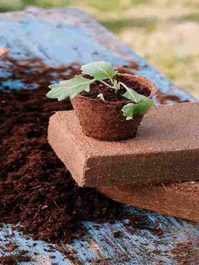 घर पर ही बना सकते हैं कोकोपीट, जानिए आसान तरीका