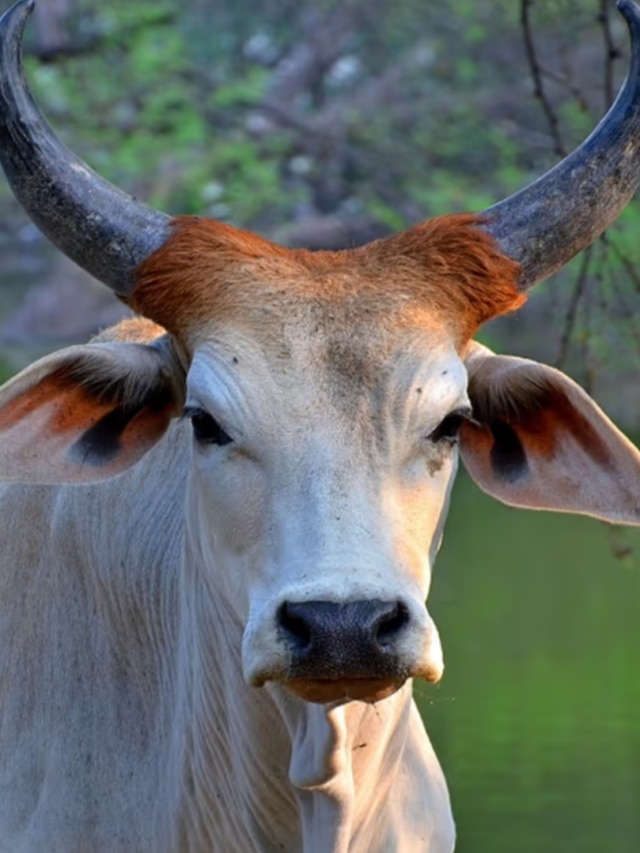 গরুকে বাসি রুটি ও গুড় খাওয়ালে এই সব হয়