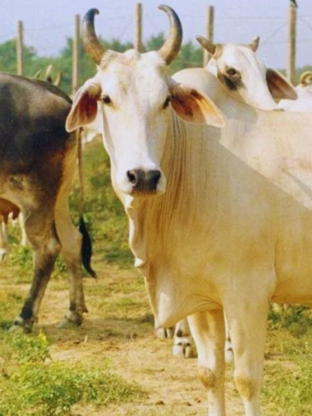 गाय-भैंस ने खा ली पॉलीथिन! इस आसान घरेलू उपाय से करें बाहर