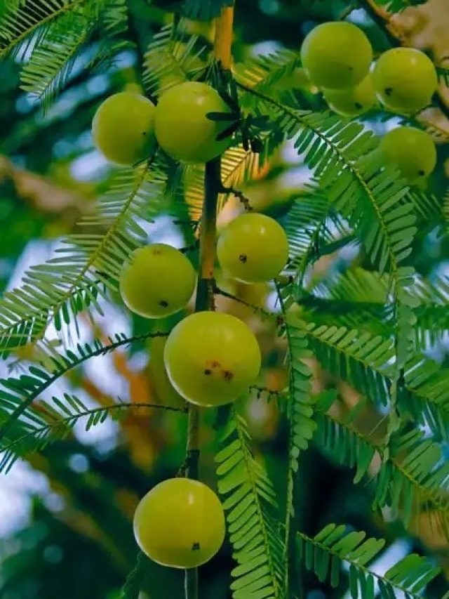 বাড়ির বাগানে আমলকি গাছ ? জীবনে এসব ঘটবেই, জেনে রাখুন