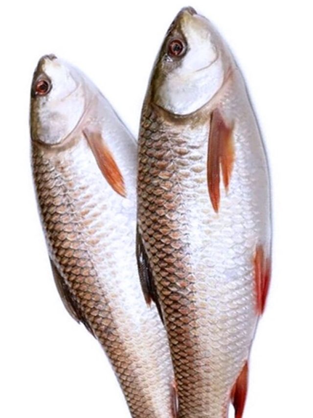 বাংলা নয়, সবথেকে বেশি মাছ খান এই রাজ্যের বাসিন্দারা!