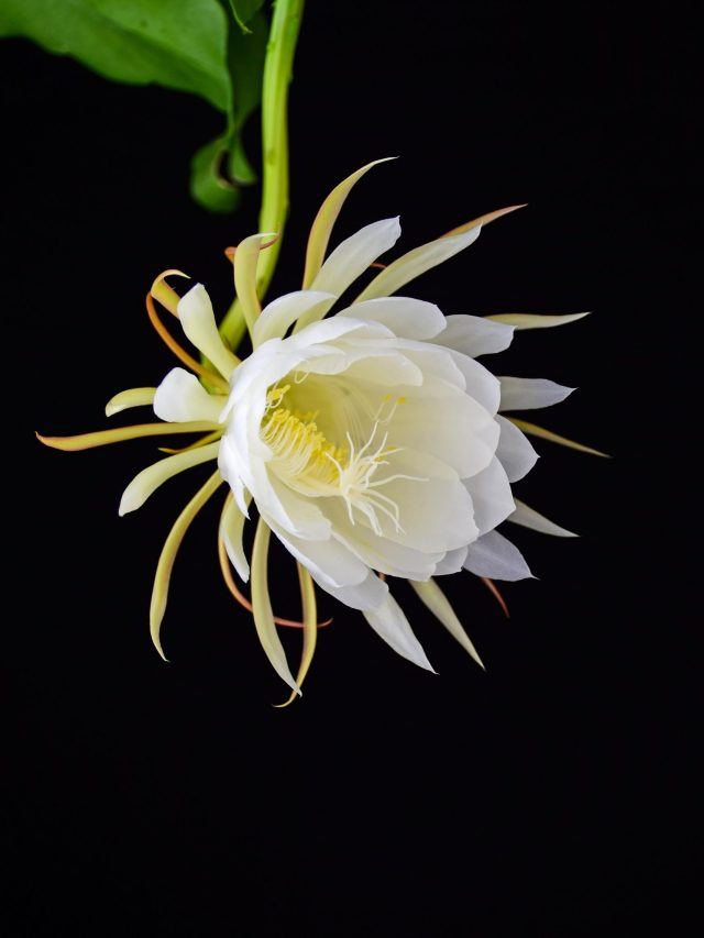 বাড়িতে ব্রহ্মকমল গাছ রাখা শুভ নাকি অশুভ? বলছে বাস্তু