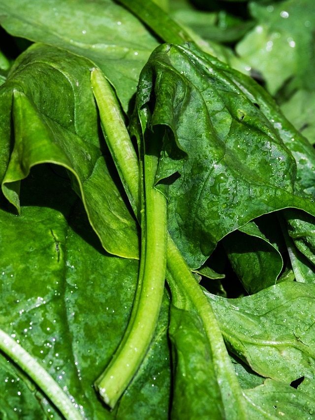 ज्यादा पालक का सेवन भी सेहत के लिए नुकसानदायक, जानें कैसे