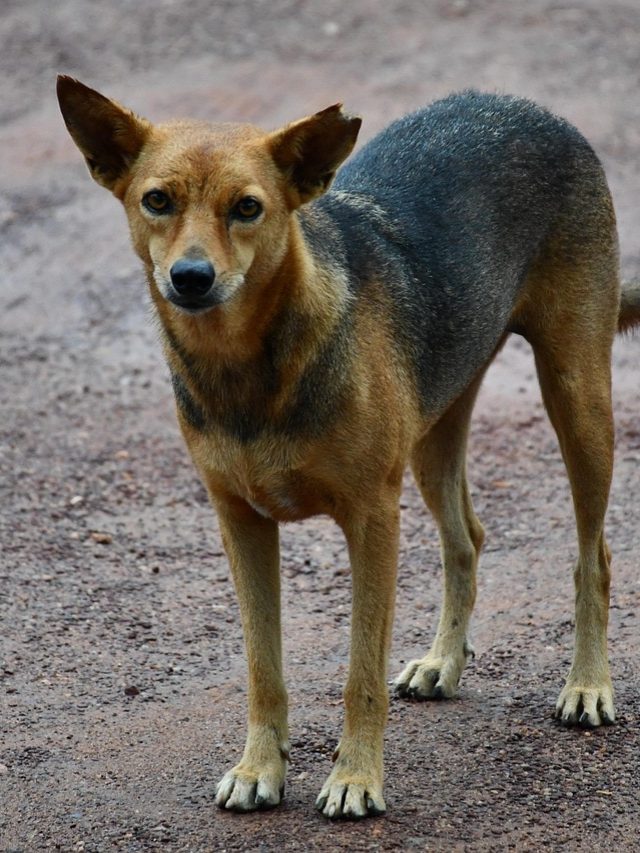 রাস্তায় কুকুর তেড়ে আসছে? করুন এই ছোট্ট কাজটি