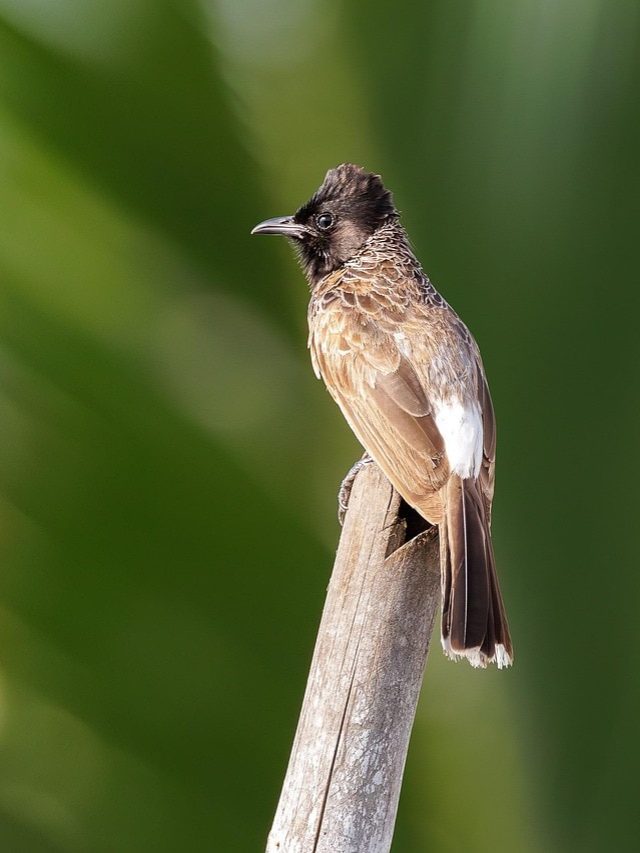 বাড়িতে বারবার বুলবুল পাখি আসা কীসের ইঙ্গিত?